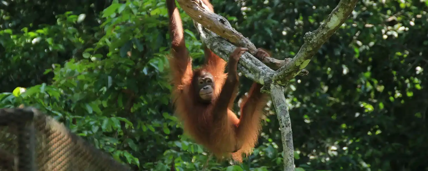 Malaysia The Jungles of Borneo-1